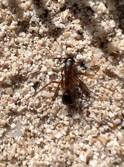Camponotus brullei