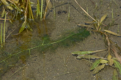 Utricularia macrorhiza
