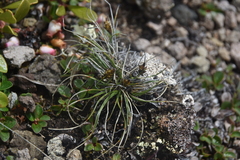 Carex nardina