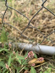 Persicaria maculosa