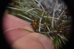Carex nardina
