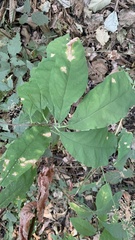 Oemleria cerasiformis