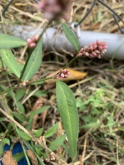 Persicaria maculosa