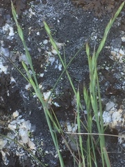 Brachypodium distachyon