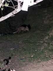 Vulpes vulpes silacea