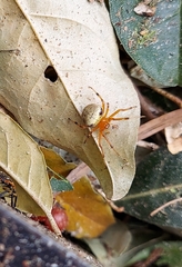 Araneus thaddeus