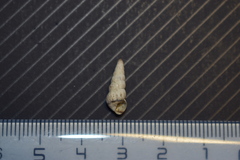 Cochlicella acuta