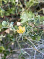 Abutilon parvulum