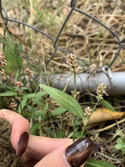 Persicaria maculosa