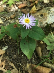 Symphyotrichum anomalum