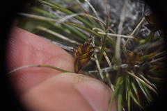 Carex nardina