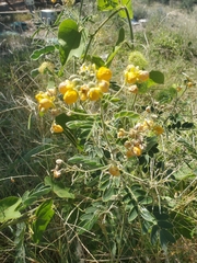 Senna lindheimeriana