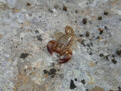 Euscorpius