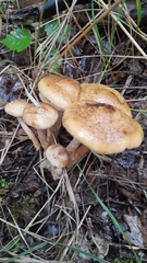 Armillaria borealis