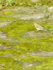 Serinus canaria