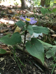Symphyotrichum anomalum