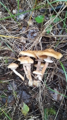 Armillaria borealis