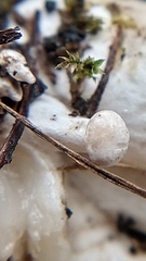 Leucocybe connata
