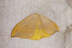 Watsonalla uncinula