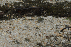 Ophiogomphus severus
