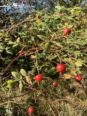 Rosa nutkana