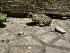 Bufotes viridis balearicus