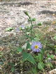 Symphyotrichum anomalum