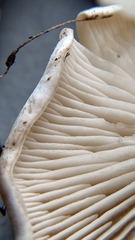 Leucocybe connata