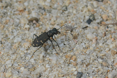 Cicindela oregona