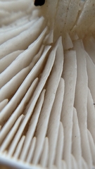 Leucocybe connata