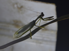 Stagmatoptera septentrionalis