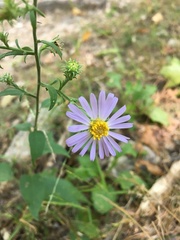 Symphyotrichum anomalum