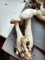 Leucocybe connata