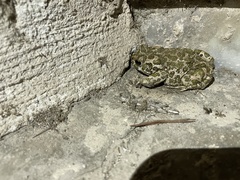 Bufotes viridis balearicus
