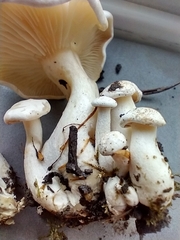 Leucocybe connata