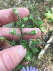 Symphyotrichum anomalum