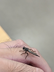 Neomochtherus willistoni