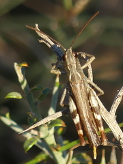 Chorthippus binotatus