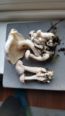Leucocybe connata