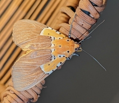 Asota speciosa