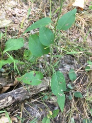 Symphyotrichum anomalum