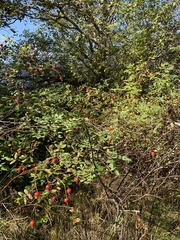 Rosa nutkana