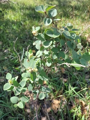 Symphoricarpos occidentalis