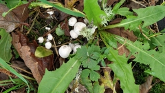 Leucocybe connata