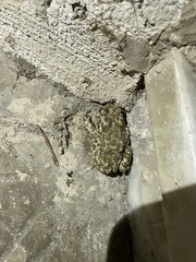 Bufotes viridis balearicus