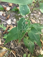 Symphyotrichum anomalum