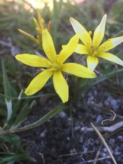 Gagea nevadensis