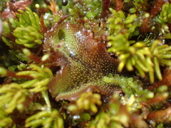 Marchantia