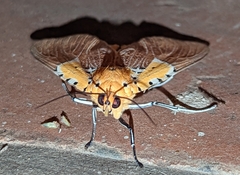 Asota speciosa