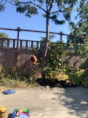 Araneus gemma